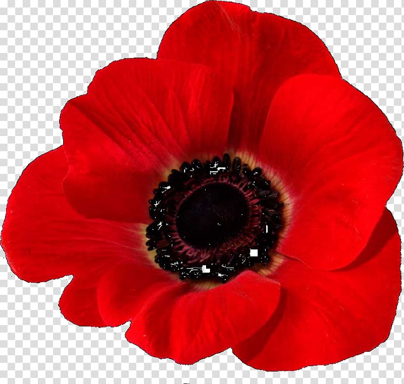 In Flanders Fields Remembrance poppy Common poppy Armistice Day, poppies transparent background PNG clipart