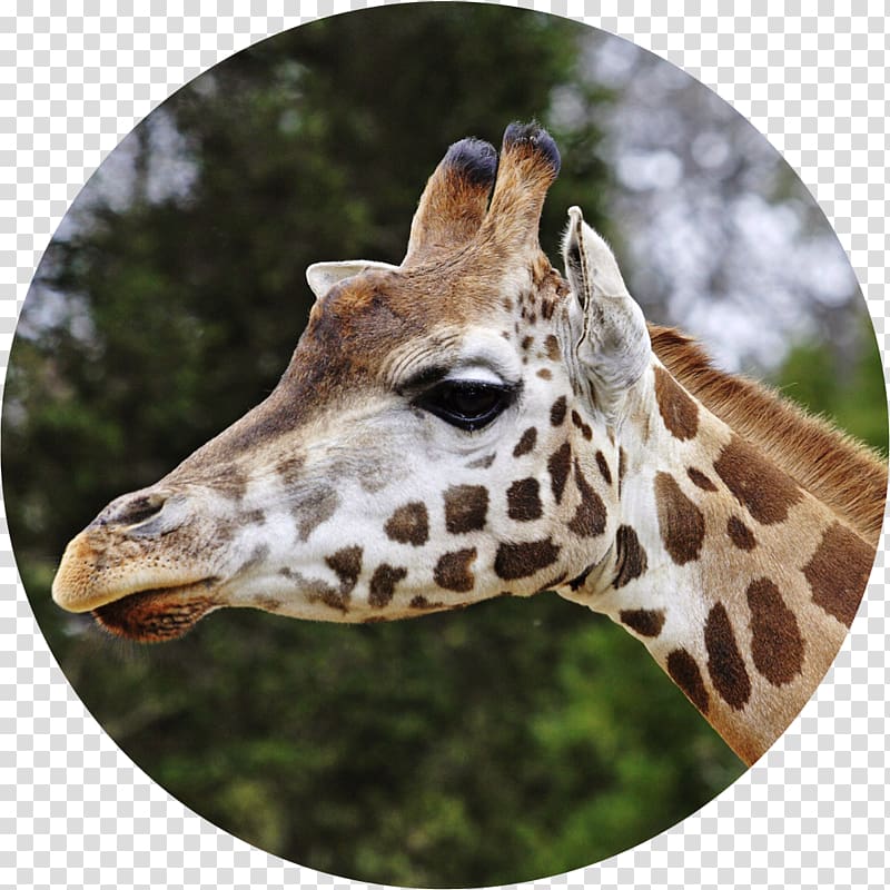 Reticulated giraffe Lee Richardson Zoo Ruminant Camelopardalis Rothschild\'s giraffe, giraffe transparent background PNG clipart