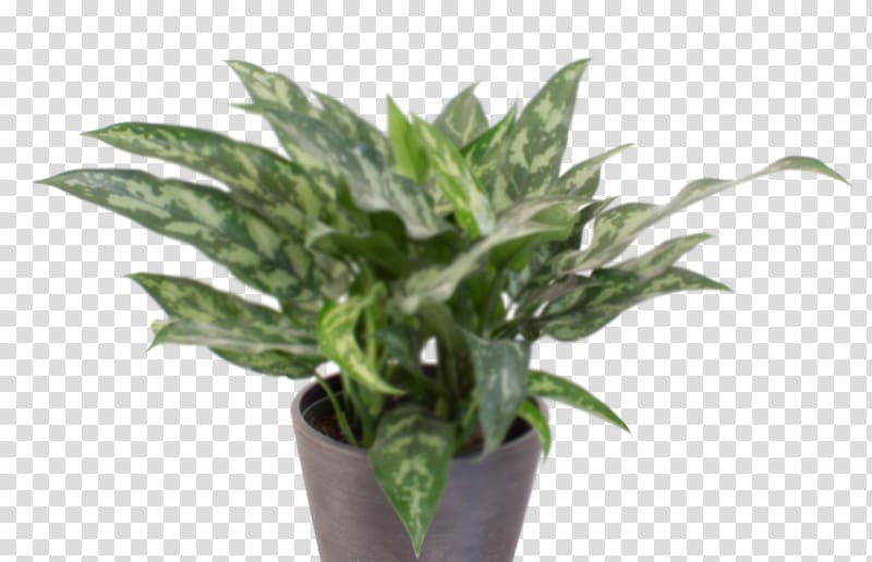 Chinese evergreen Peace lily Garden centre Houseplant Dumb canes, Ekey Florist Greenhouses Garden transparent background PNG clipart