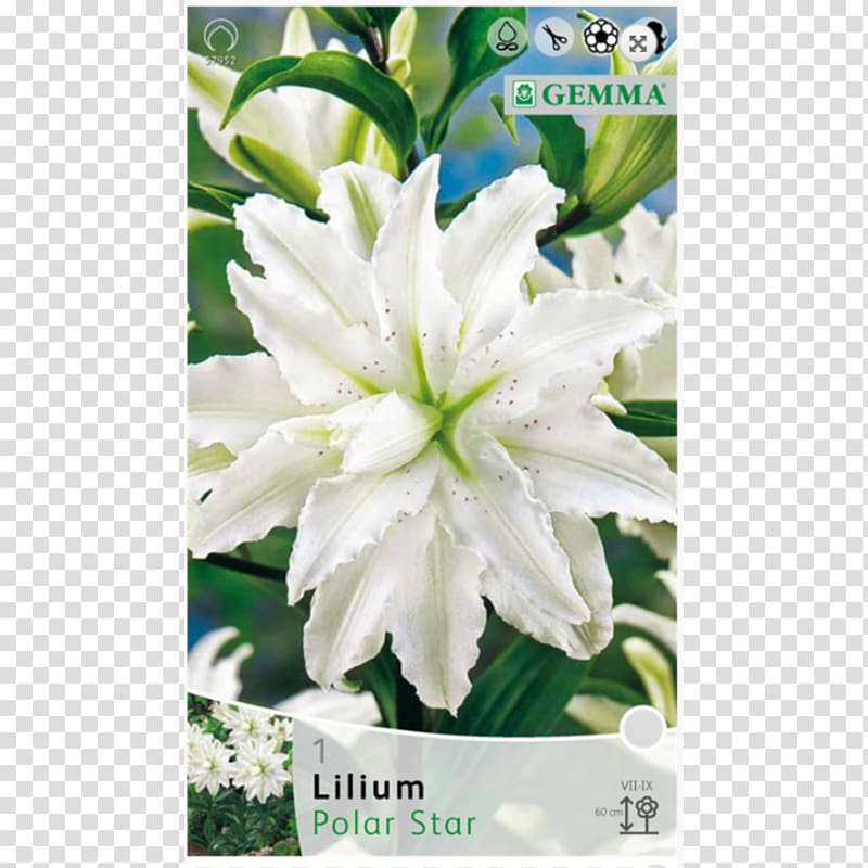 Golden-rayed lily Bulb Plant Lilium 'Anastasia' Oriental Hybrids, bulb transparent background PNG clipart