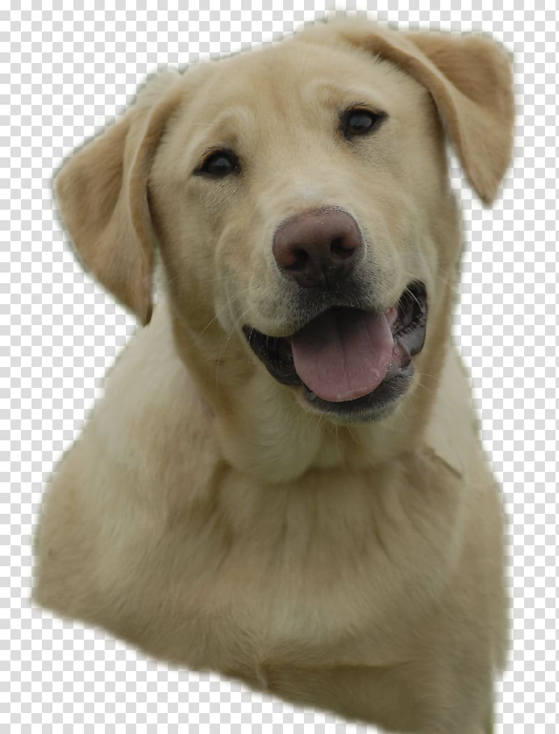 Labrador Retriever Golden Retriever Puppy , golden retriever transparent background PNG clipart