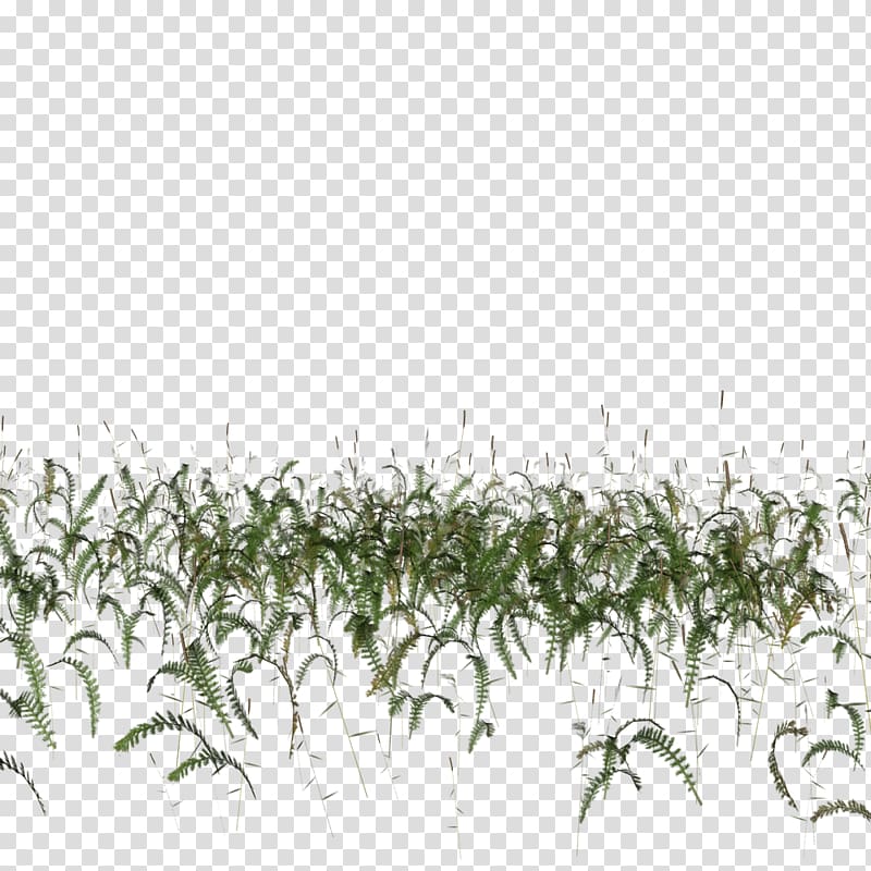 green leaves, Grasses Plant Architecture, Aquatic plants transparent background PNG clipart