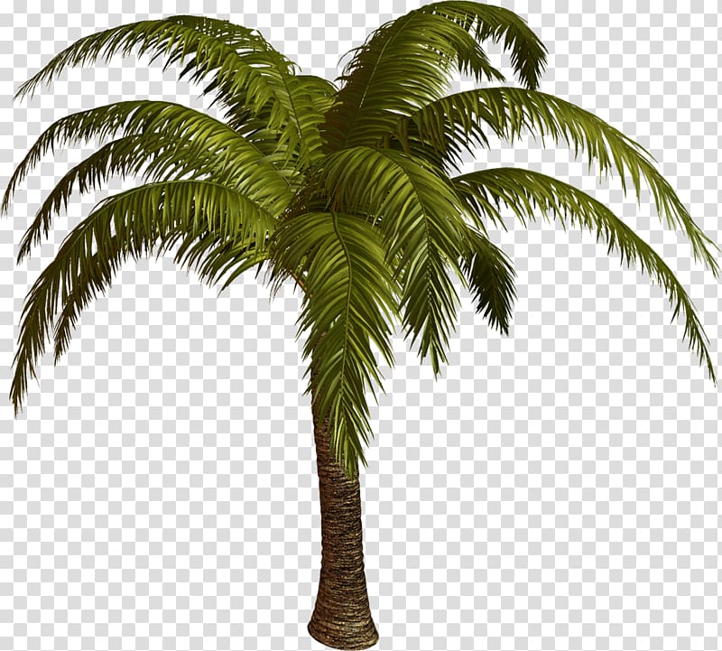 Palmier Arecaceae Tree, palm tree transparent background PNG clipart