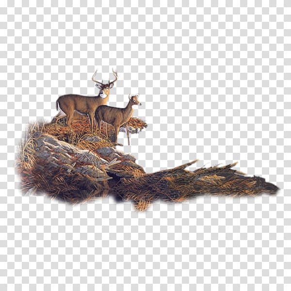 Roe deer Moose Reindeer Forest, Deer transparent background PNG clipart