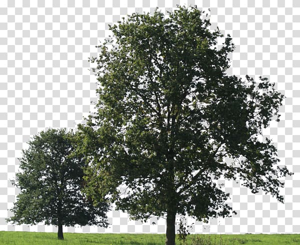 Tree American sycamore Oak, big tree transparent background PNG clipart