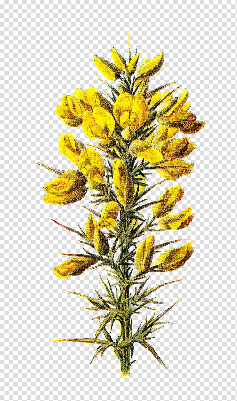 Ulex europaeus Familiar Wild Flowers Wildflower Botany, wild flowers transparent background PNG clipart