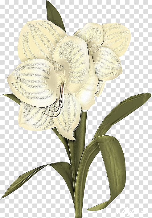 Flower Raster graphics , Цветы акварельные transparent background PNG clipart
