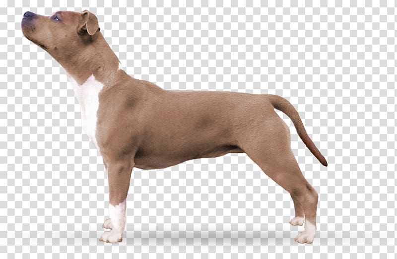 American Staffordshire Terrier American Pit Bull Terrier Bull and Terrier Old English Terrier Dog breed, others transparent background PNG clipart