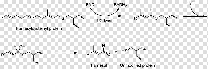 Flavin adenine dinucleotide Hemithioacetal Flavin group Redox Biology, Mechanism transparent background PNG clipart