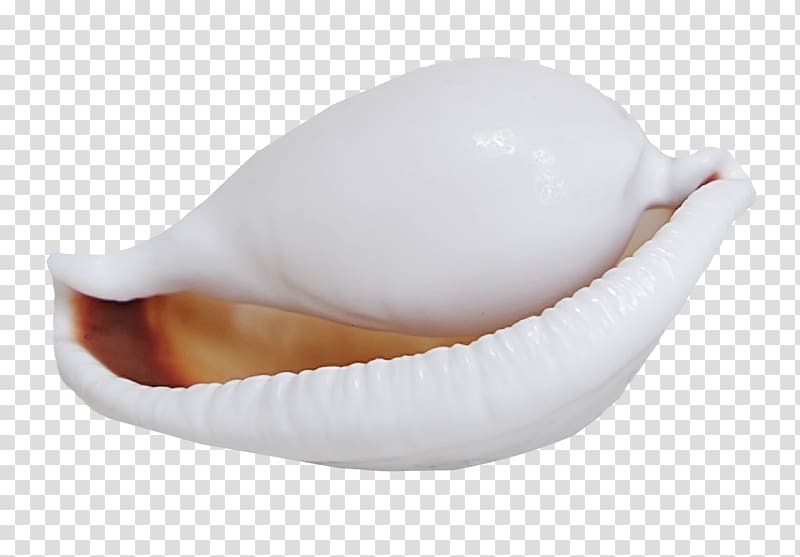Seashell Conch White, Beautiful white conch transparent background PNG clipart