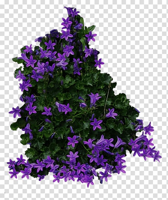 Portable Network Graphics Shrub Flower , flower transparent background PNG clipart