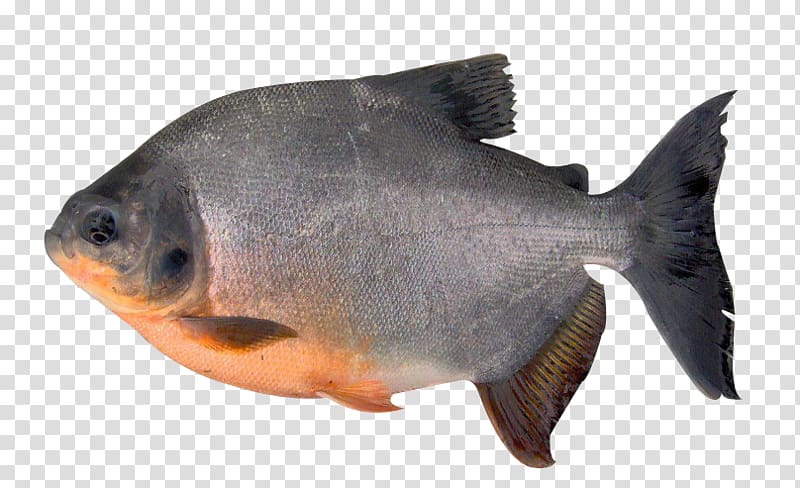 Tambaqui Fish Pacu Orinoco Piaractus brachypomus, fish transparent background PNG clipart