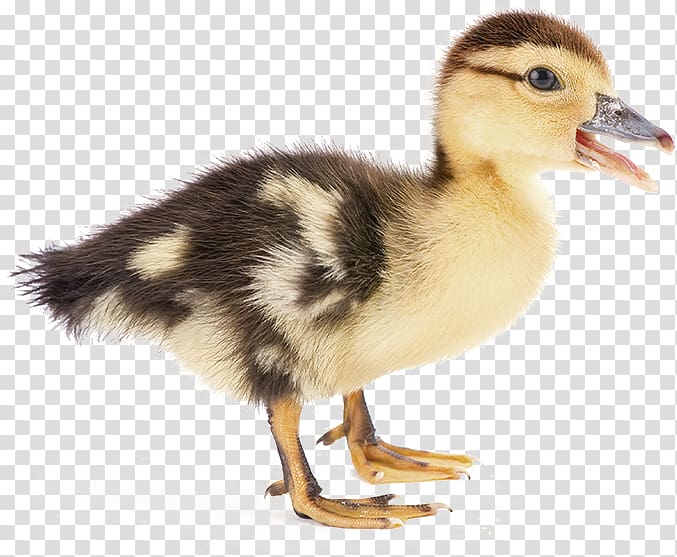 Duck Mallard, duck transparent background PNG clipart