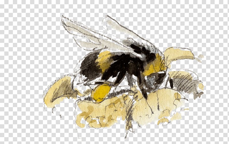 Honey bee Bumblebee, Pollen transparent background PNG clipart