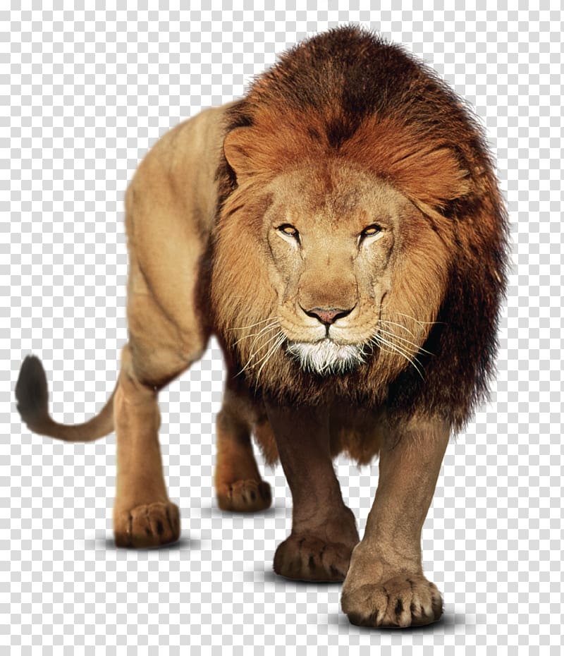 Portable Network Graphics Gujarat Felidae PicsArt Studio East African lion, fundo dia do professor transparent background PNG clipart