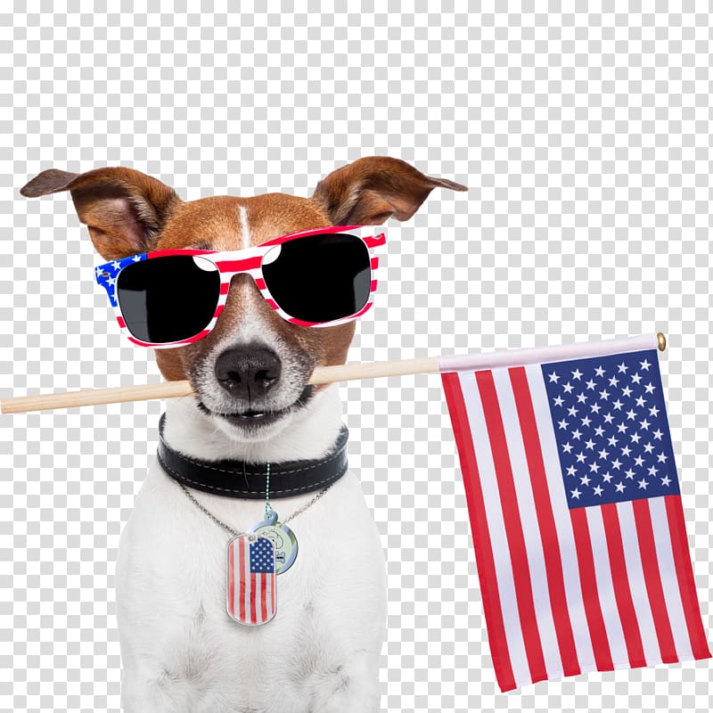 Dog Cat Independence Day Pet Veterinarian, Dog transparent background PNG clipart