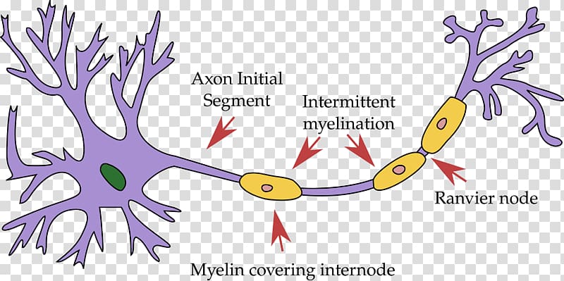 Motor neuron Soma Nervous system Dendrite, Brain transparent background PNG clipart