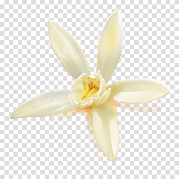 Moth orchids Amaryllidaceae Amaryllis Family, Vanilla flower transparent background PNG clipart
