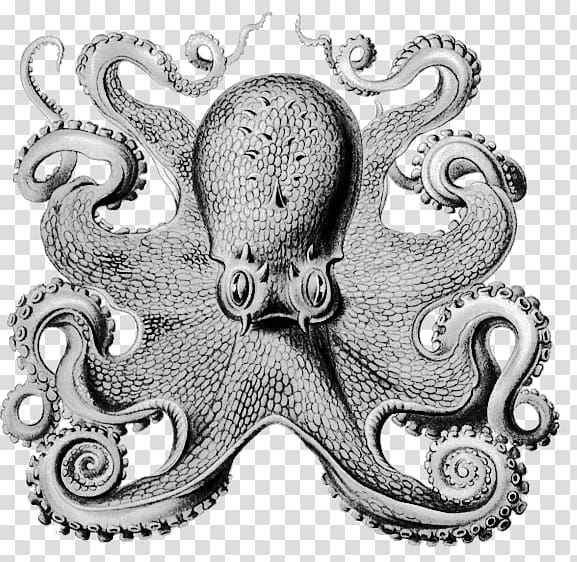 Other Minds: The Octopus and the Evolution of Intelligent Life Book Philosopher Science, book transparent background PNG clipart