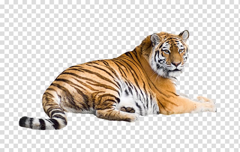 Cat Siberian Tiger Bengal tiger White tiger Desktop , cat transparent background PNG clipart