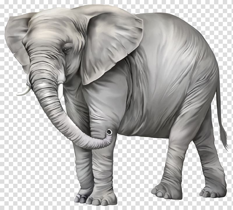 Elephant , Elephant transparent background PNG clipart