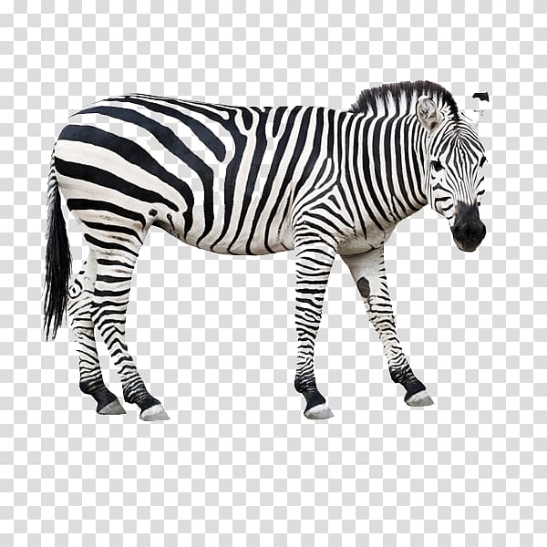 Horse Zebra , zebra transparent background PNG clipart