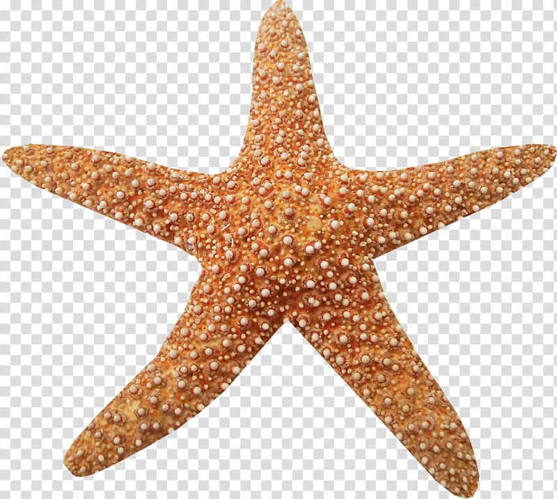 Marine Animals , Brown texture starfish transparent background PNG clipart