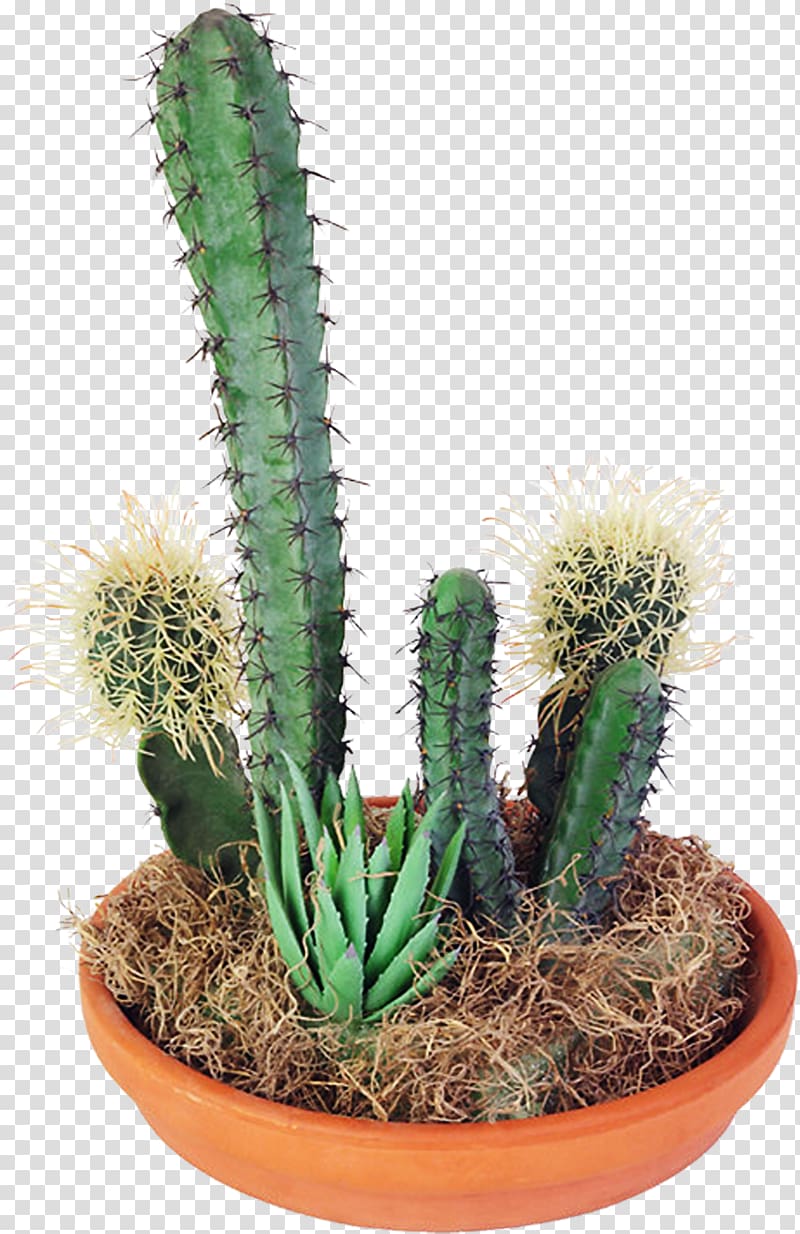 Cactaceae Succulent plant , cactus transparent background PNG clipart