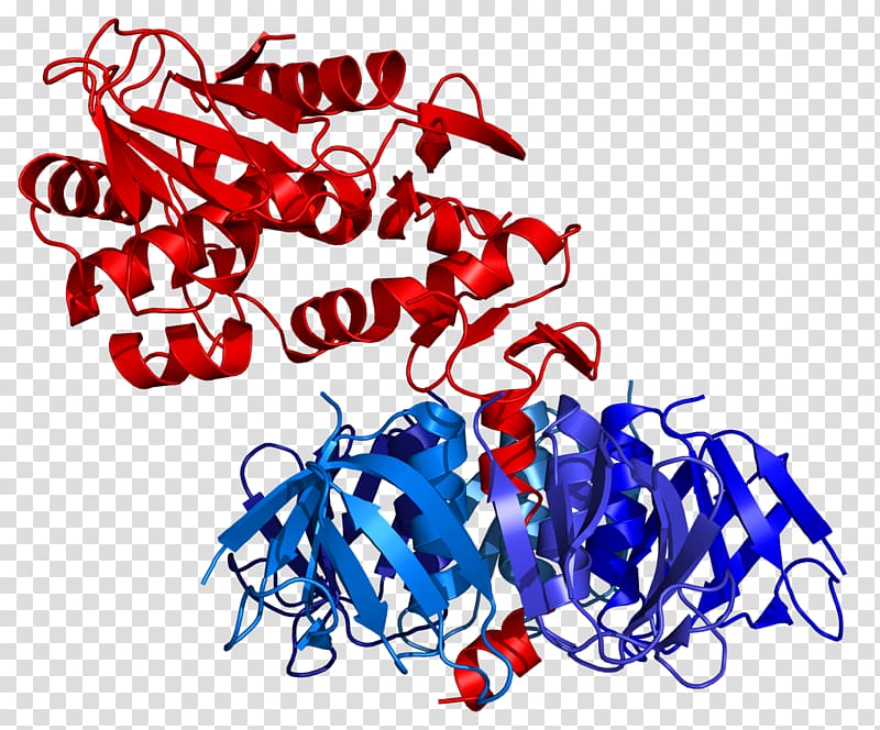 E. coli Shiga toxin Shiga-like toxin Shigatoxigenic and verotoxigenic Escherichia coli, bacteria transparent background PNG clipart