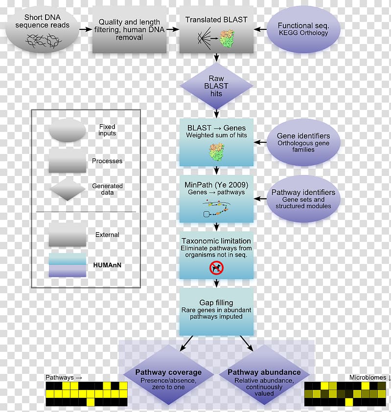 Human Microbiome Project Human Genome Project Metagenomics Human microbiota, others transparent background PNG clipart