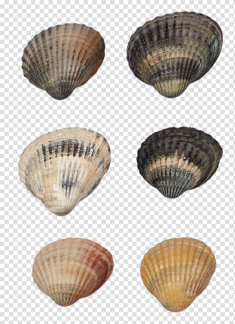 Cockle Shellfish Seashell Conchology, Four shells transparent background PNG clipart