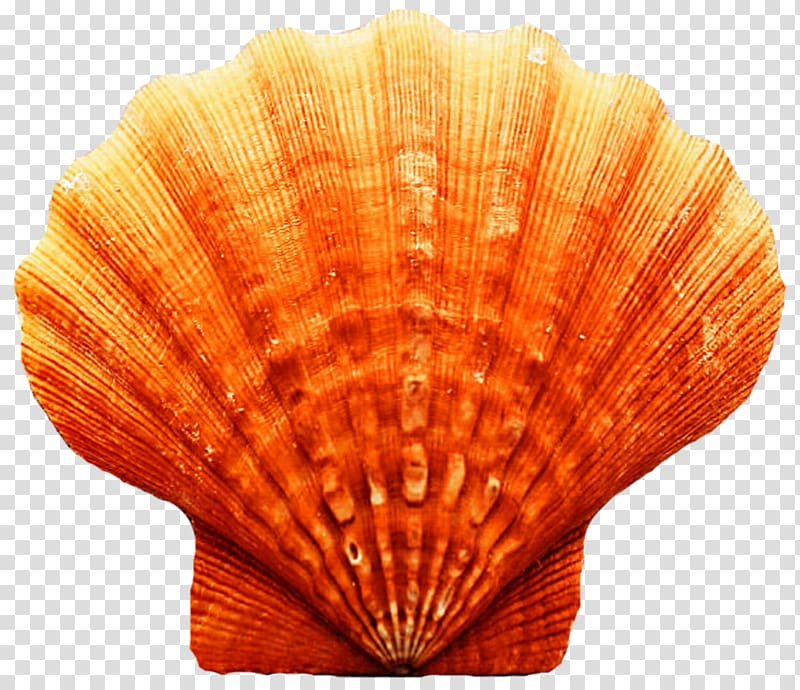 Cockle Clam Seashell Scallop Oyster, seashell transparent background PNG clipart
