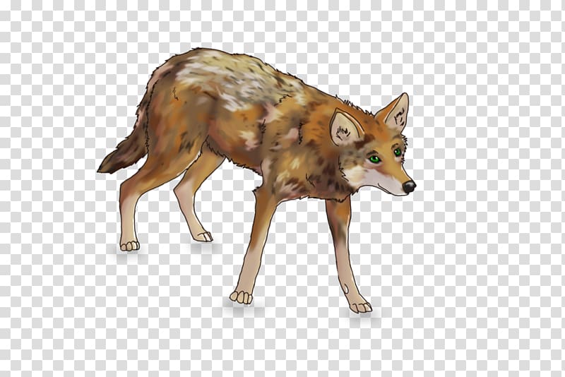 Jackal Gray wolf Coyote Red fox Red wolf, Red wolf transparent background PNG clipart