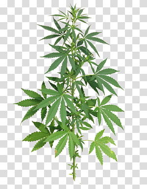 Cannabis transparent background PNG clipart thumbnail