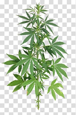 Cannabis transparent background PNG clipart Cannabis transparent background PNG clipart