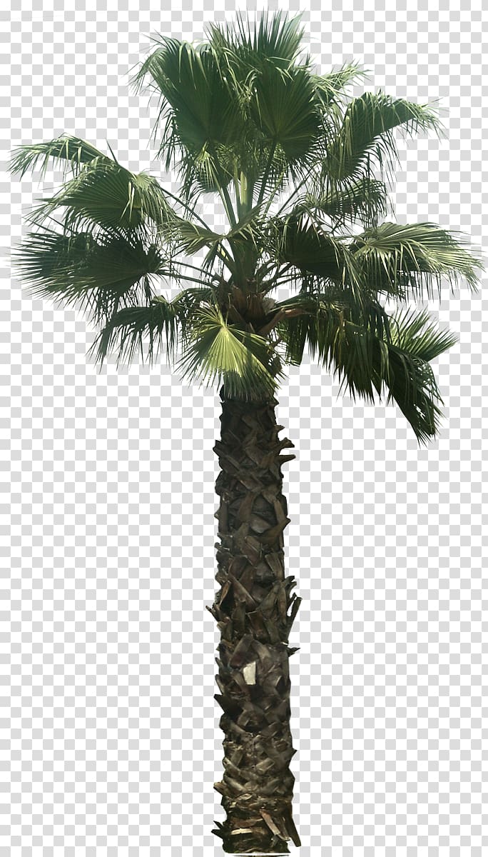 Arecaceae Desktop Tree , palm leaves transparent background PNG clipart