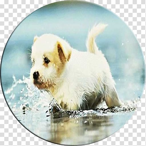 Puppy Maltese dog West Highland White Terrier Norfolk Terrier Beagle, cute dog transparent background PNG clipart