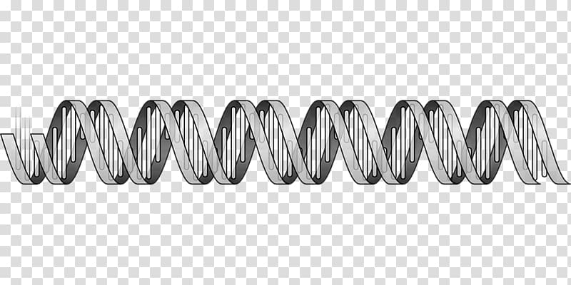 Nucleic acid double helix DNA Nucleic acid sequence Biology, others transparent background PNG clipart