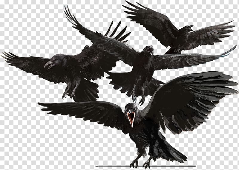 Bird Common raven The Raven Crow Eagle, Bird transparent background PNG clipart