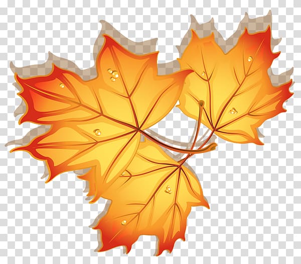 Maple leaf Autumn, autumn leaves transparent background PNG clipart