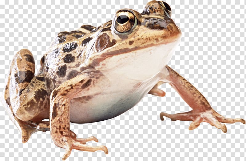 Frog, Frog transparent background PNG clipart