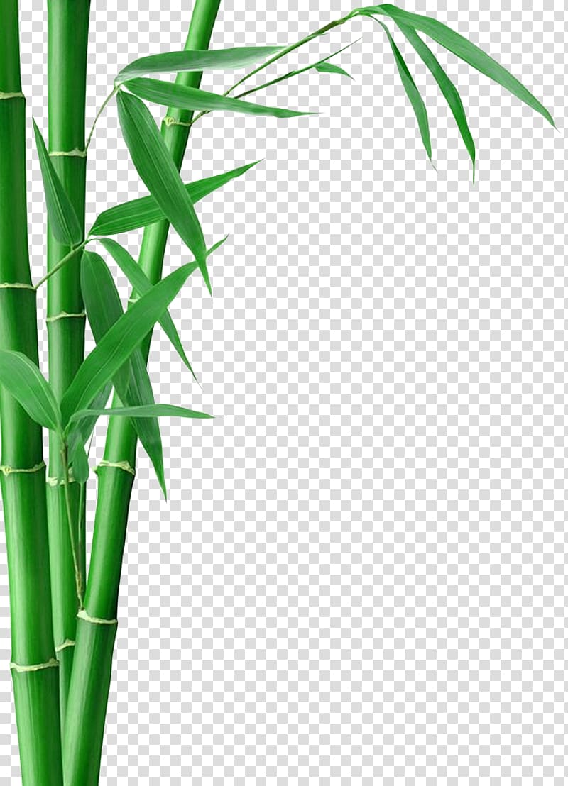bamboo tree illustration, Bamboo Forest Fargesia murielae Bamboo textile Bamboo charcoal, Bamboo Bamboo transparent background PNG clipart
