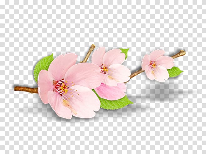 Blossom Peach Petal Plant, peach transparent background PNG clipart