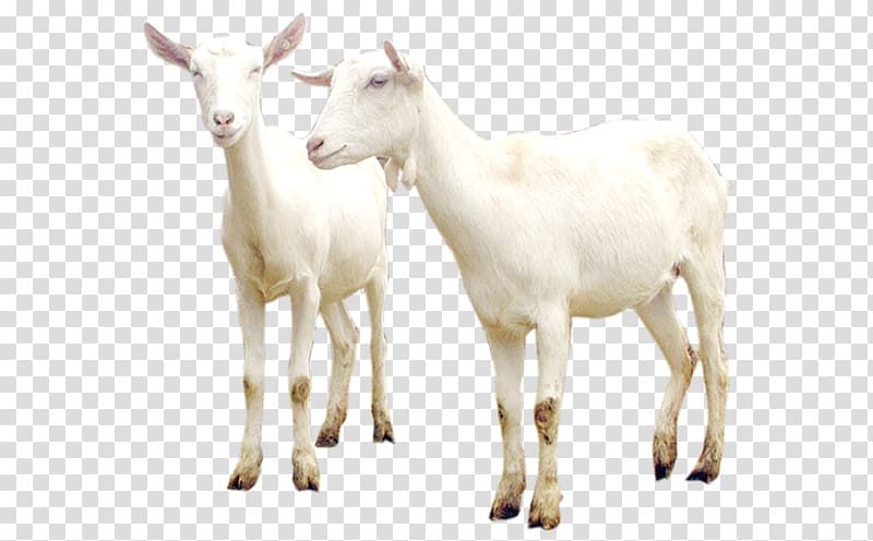 goat transparent background PNG clipart