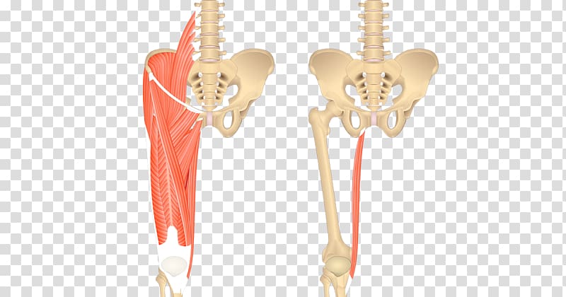 Sartorius muscle Gracilis muscle Iliopsoas Anatomy Psoas major muscle, others transparent background PNG clipart
