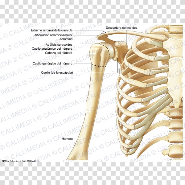 Thorax Bone Anatomy Coronal plane Arm, arm transparent background PNG clipart