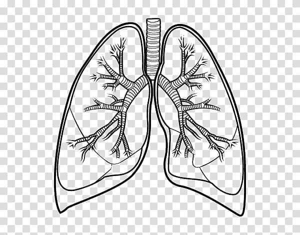 Lung Drawing Bronchus Human body, others transparent background PNG clipart