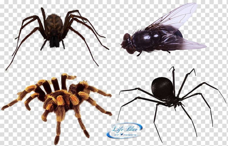 Spider Ransomware, spider transparent background PNG clipart