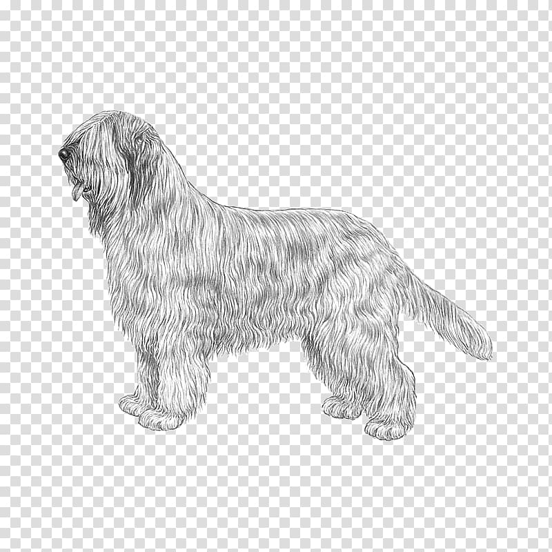 Glen Bergamasco shepherd Briard Lagotto Romagnolo Newfoundland dog, cairn terrier transparent background PNG clipart