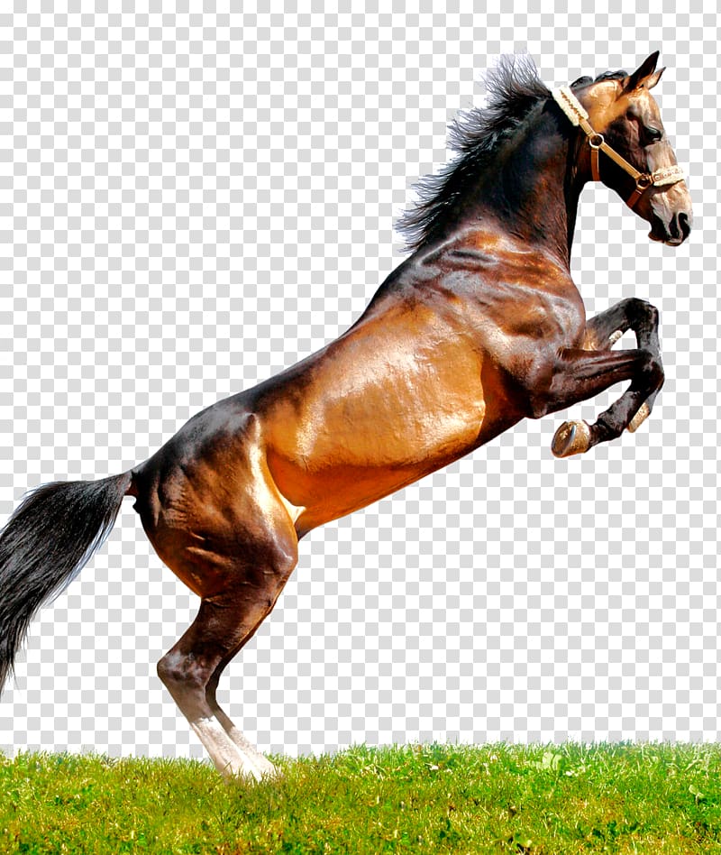 Arabian horse Peruvian Paso Thoroughbred Mustang Stallion, horse transparent background PNG clipart